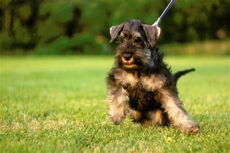 Šteniatka bradáča malého vo farbe korenie a soľ