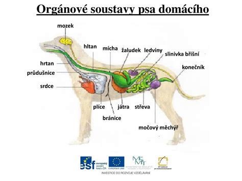 Anatomická stavba chrbtice psa