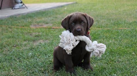 Šteniatko labradorského retrívera s hračkou