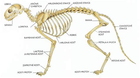 Štruktúra kostí psa