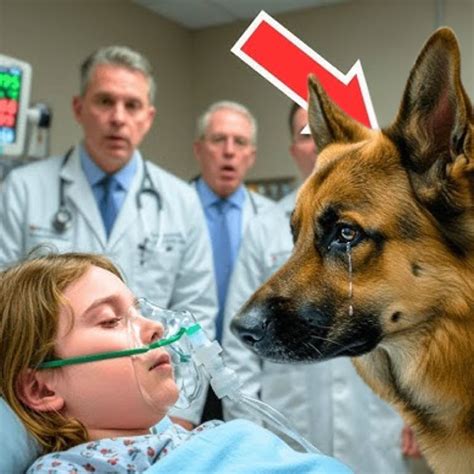 Ilustrácia psa v pokoji s majiteľom