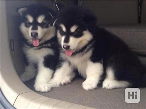 Ilustrácia porovnávajúca veľkosť huskyho a malamuta