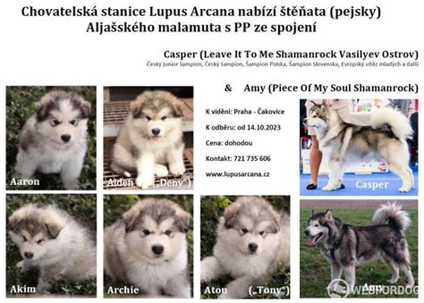 Detailné fotografie hláv huskyho a malamuta s vyznačenými rozdielmi