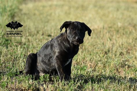 Šteniatko veľkého plemena na váhe