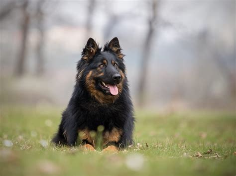 Šteňa chodského psa