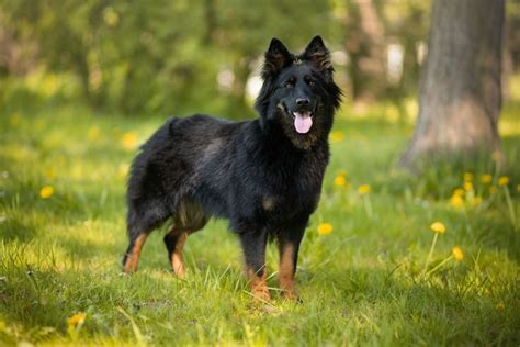 Chodský pes pri výcviku