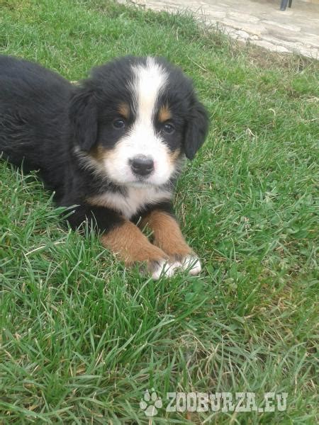 Šteniatka bernského salašníckeho psa