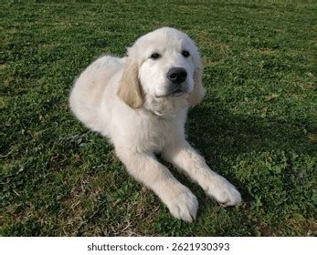 Šteňa zlatého retrievera hrajúce sa v tráve