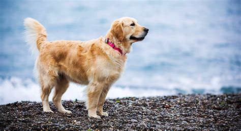 Ilustrácia starostlivosti o srsť zlatého retrievera