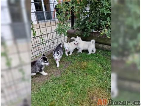 Krúženec huskyho s iným psom