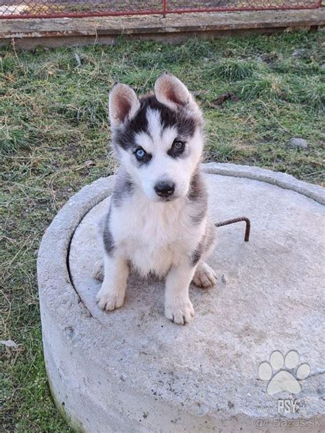 Šteniatka sibírsky husky v rôznom veku a s rôznym pôvodom