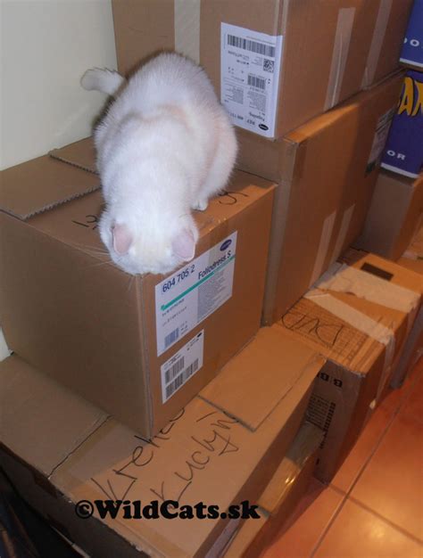 sťahovanie s mačkou