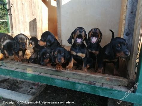 Šteniatka slovenského kopova