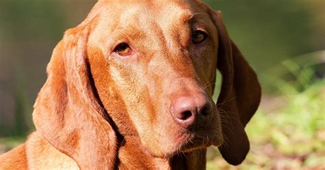 Portrét maďarského krátkosrstého stavača