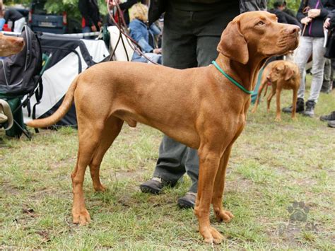 Maďarský stavač pri agility