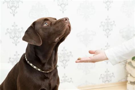 Pes dostáva pamlsok za dobré správanie