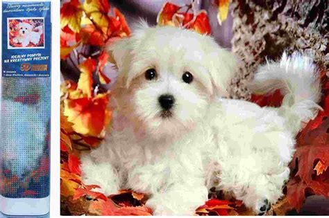 Šteniatko Eve a Zeus