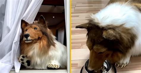 Ilustrácia psa, ktorý sa škriabe