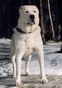 Pes plemena stredoázijský ovčiak