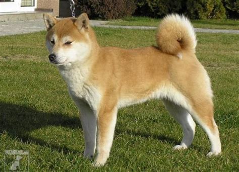 Shiba Inu pes