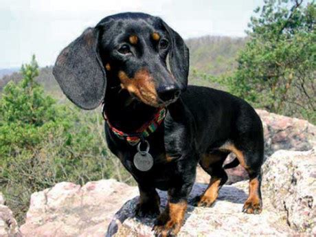 Čierny krátkosrstý jazvečík