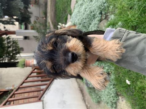 Šteniatka jazvečíka