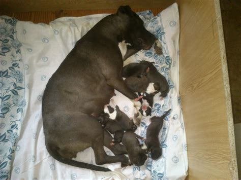 Schematické znázornenie stavby tela amerického pitbullteriéra