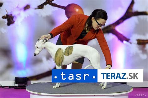 Štruktúra hodnotenia psov na výstave