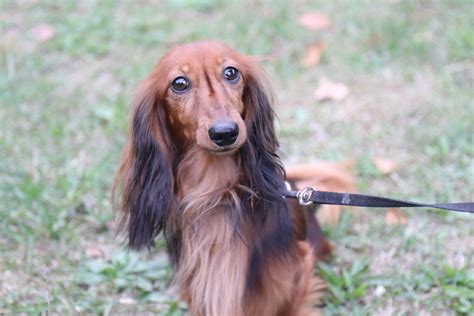 Historické fotografie moskovských strážnych psov