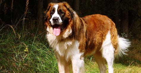 Pes moskovského strážneho psa v pohybe