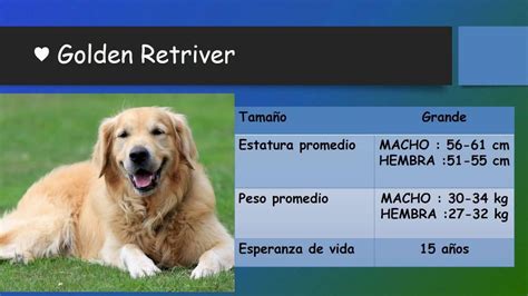 História zlatého retrievera