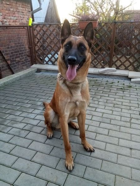 Belgický ovčiak Malinois s majiteľom