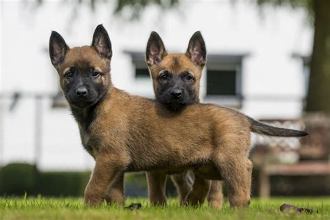 Šteniatko belgického ovčiaka Malinois