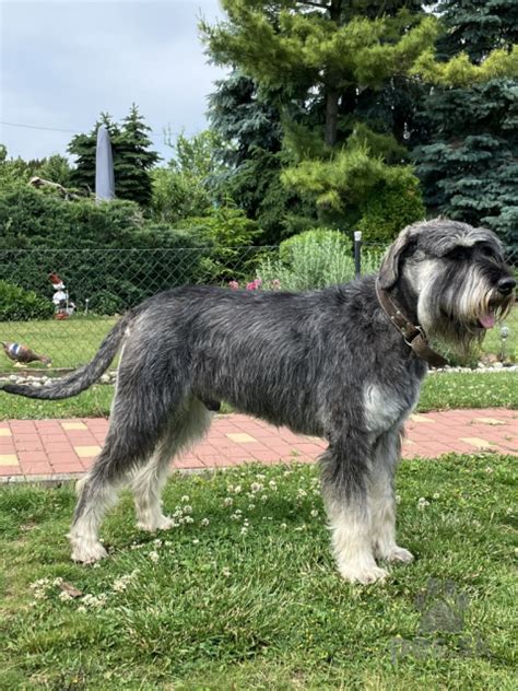 Pes plemena veľký bradáč