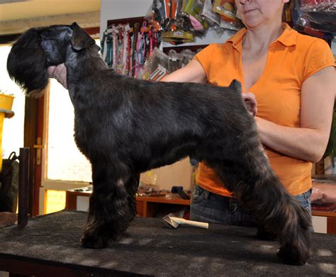 Štruktúra srsti veľkého bradáča