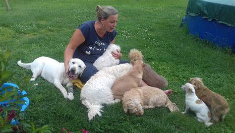 Ilustračné foto útulku pre psov