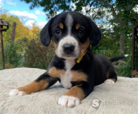 šteniatka Entlebušského salašníckeho psa