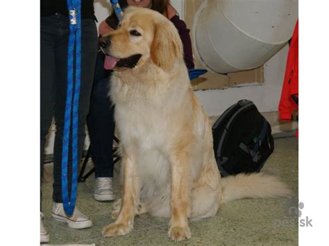 Švajčiarske salašnícke psy