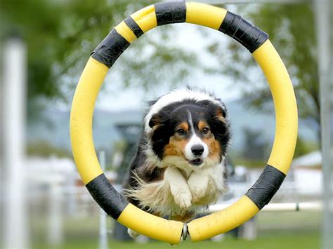 Pes vykonávajúci psí šport agility