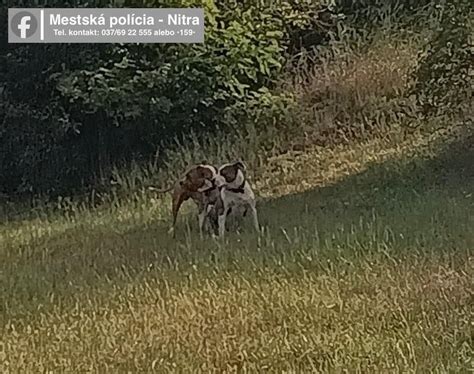 Mapka chovateľských staníc amerických stafordšírskych teriérov