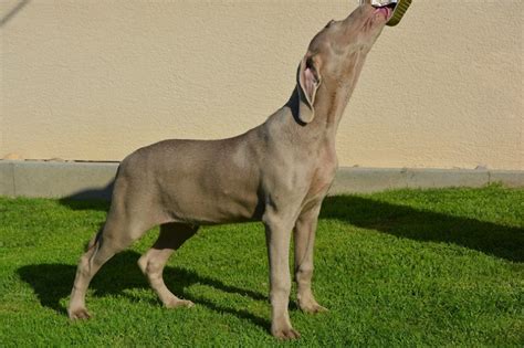 Schematické znázornenie stavby tela weimarského stavača