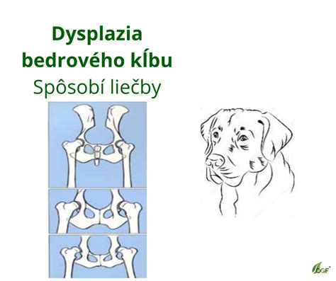 Ilustrácia zdravých kĺbov psa