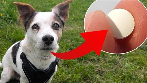 Pes užívajúci liek schovaný v pamlsku