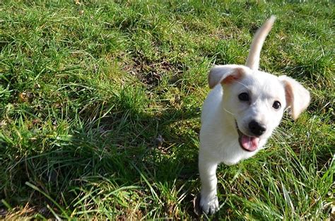 Šteniatko slovenského čuvača