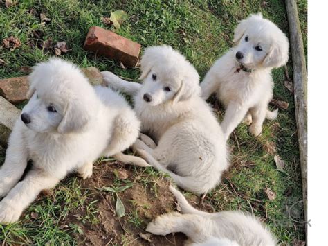 Šteniatka slovenského čuvača v krabici