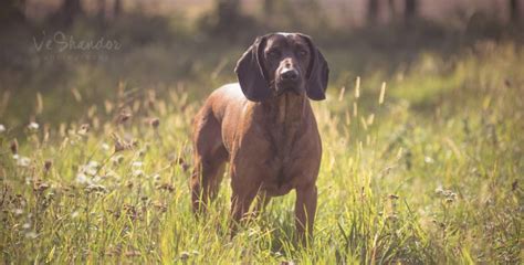 Bavorský horský farbiar v teréne