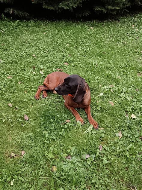 Štruktúra tela bavorského horského farbiara