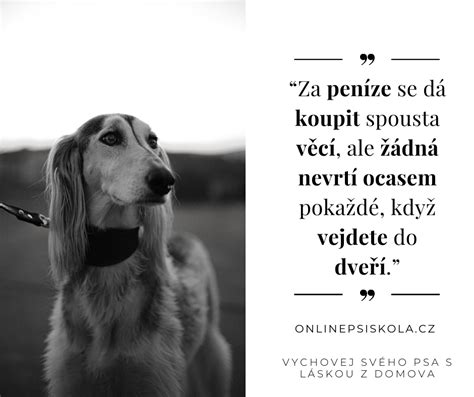 Šťastný pes hrajúci sa s majiteľom