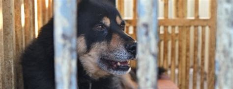 Ilustračné foto psov v útulku