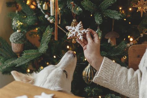 Pes pokojne čaká pri lekárovi